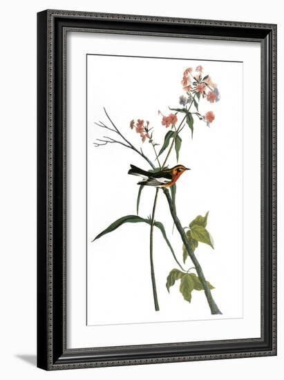 Audubon: Warbler, 1827-38-John James Audubon-Framed Giclee Print