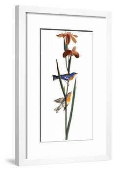 Audubon: Warbler, 1827-John James Audubon-Framed Giclee Print