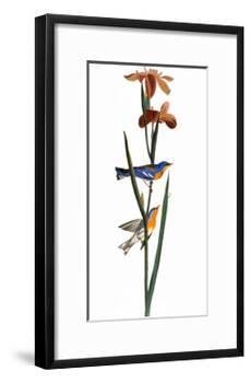 Audubon: Warbler, 1827-John James Audubon-Framed Giclee Print