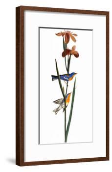 Audubon: Warbler, 1827-John James Audubon-Framed Giclee Print