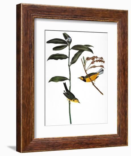 Audubon: Warbler, 1827-John James Audubon-Framed Giclee Print