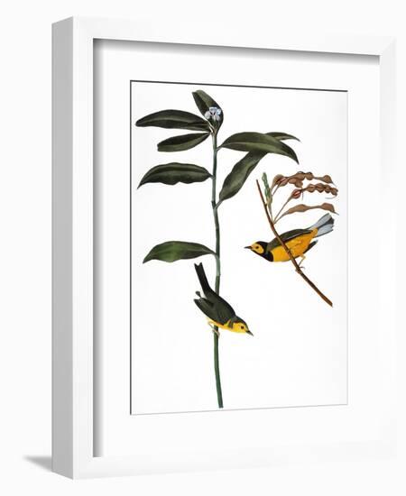 Audubon: Warbler, 1827-John James Audubon-Framed Giclee Print