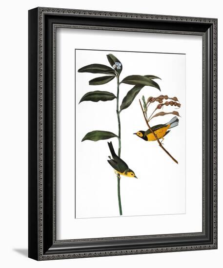 Audubon: Warbler, 1827-John James Audubon-Framed Giclee Print