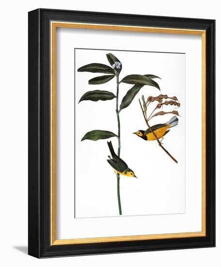 Audubon: Warbler, 1827-John James Audubon-Framed Giclee Print