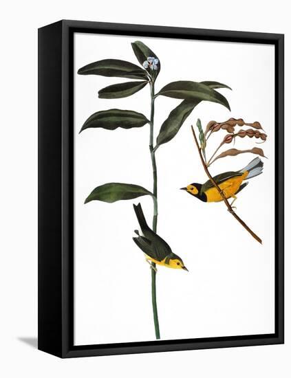 Audubon: Warbler, 1827-John James Audubon-Framed Premier Image Canvas