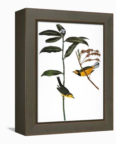 Audubon: Warbler, 1827-John James Audubon-Framed Premier Image Canvas