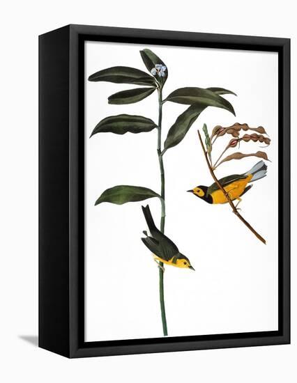 Audubon: Warbler, 1827-John James Audubon-Framed Premier Image Canvas