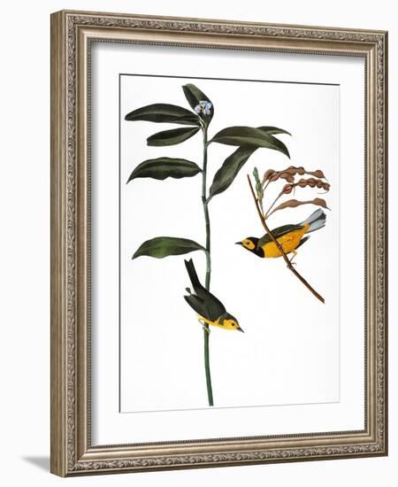 Audubon: Warbler, 1827-John James Audubon-Framed Giclee Print