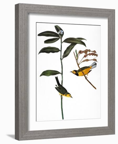 Audubon: Warbler, 1827-John James Audubon-Framed Giclee Print