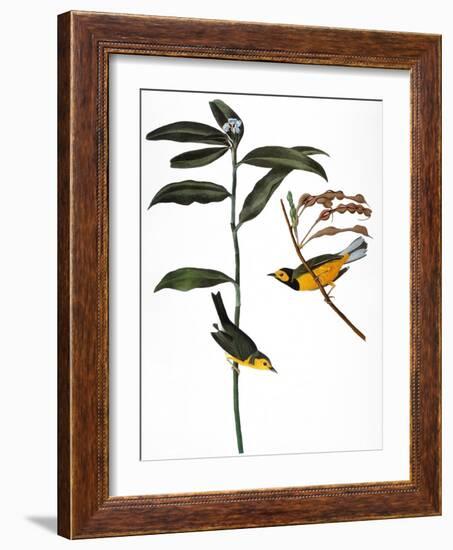 Audubon: Warbler, 1827-John James Audubon-Framed Giclee Print