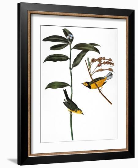 Audubon: Warbler, 1827-John James Audubon-Framed Giclee Print