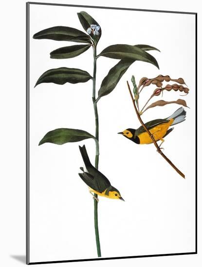 Audubon: Warbler, 1827-John James Audubon-Mounted Giclee Print