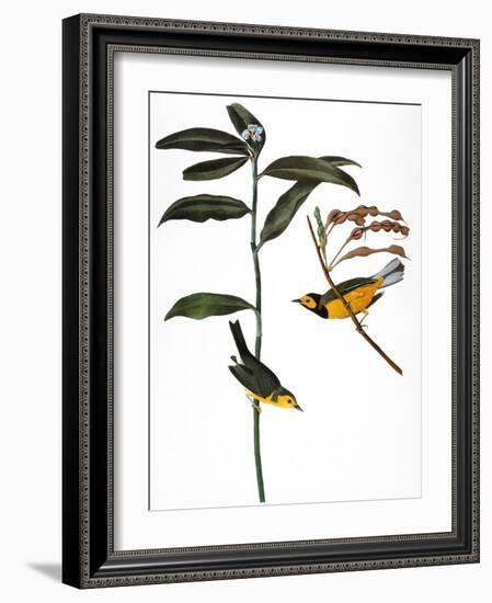 Audubon: Warbler, 1827-John James Audubon-Framed Giclee Print