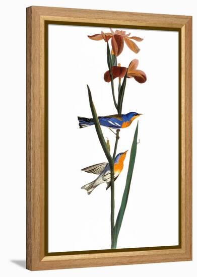 Audubon: Warbler, 1827-John James Audubon-Framed Premier Image Canvas