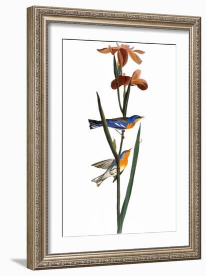 Audubon: Warbler, 1827-John James Audubon-Framed Giclee Print