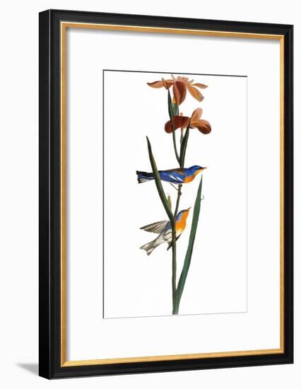 Audubon: Warbler, 1827-John James Audubon-Framed Giclee Print