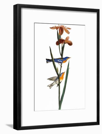 Audubon: Warbler, 1827-John James Audubon-Framed Giclee Print