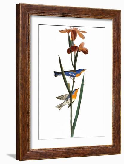 Audubon: Warbler, 1827-John James Audubon-Framed Giclee Print