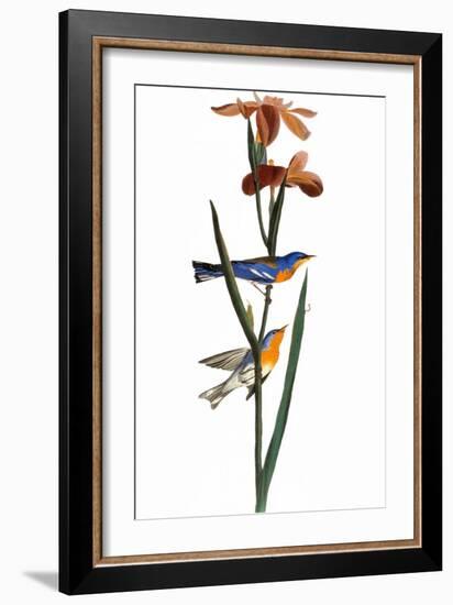 Audubon: Warbler, 1827-John James Audubon-Framed Giclee Print