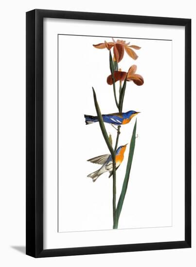 Audubon: Warbler, 1827-John James Audubon-Framed Giclee Print