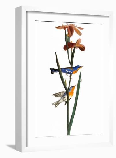 Audubon: Warbler, 1827-John James Audubon-Framed Giclee Print