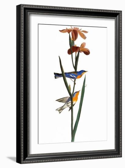 Audubon: Warbler, 1827-John James Audubon-Framed Giclee Print