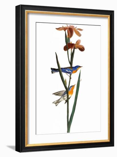 Audubon: Warbler, 1827-John James Audubon-Framed Giclee Print