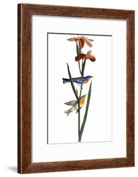 Audubon: Warbler, 1827-John James Audubon-Framed Giclee Print