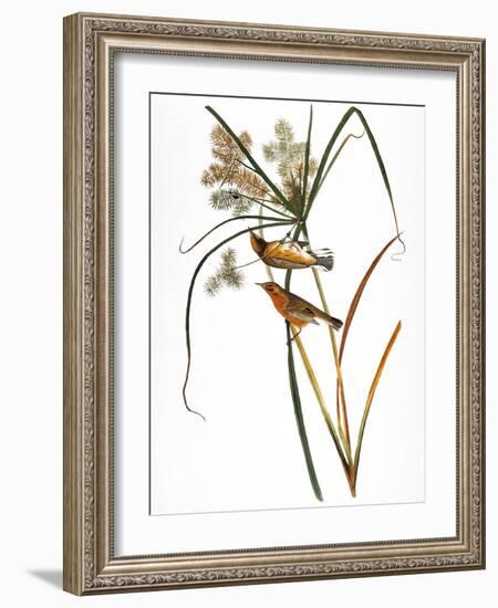 Audubon: Warbler, 1827-John James Audubon-Framed Giclee Print