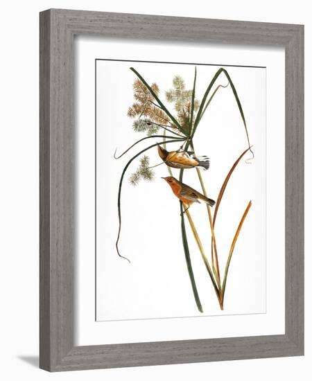 Audubon: Warbler, 1827-John James Audubon-Framed Giclee Print