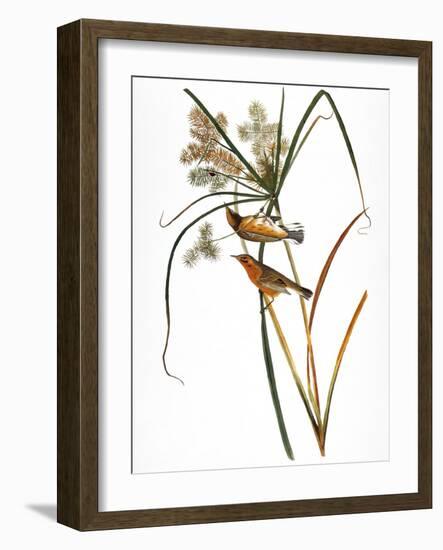 Audubon: Warbler, 1827-John James Audubon-Framed Giclee Print