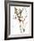 Audubon: Warbler, 1827-John James Audubon-Framed Giclee Print