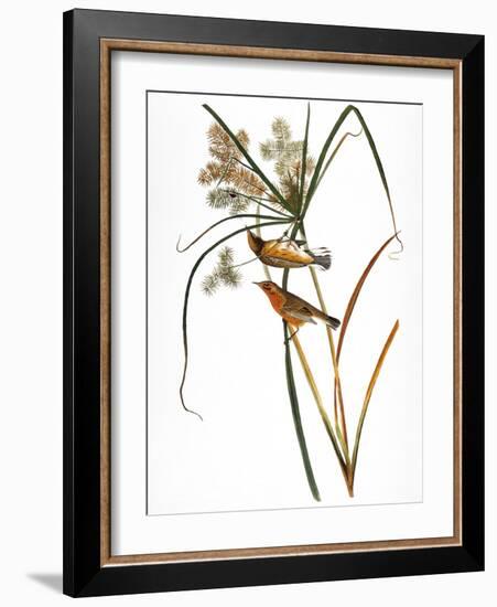 Audubon: Warbler, 1827-John James Audubon-Framed Giclee Print