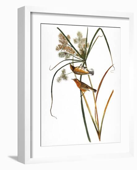 Audubon: Warbler, 1827-John James Audubon-Framed Giclee Print