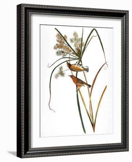 Audubon: Warbler, 1827-John James Audubon-Framed Giclee Print