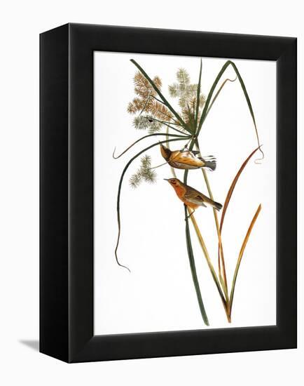 Audubon: Warbler, 1827-John James Audubon-Framed Premier Image Canvas