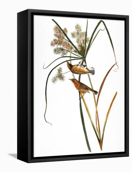 Audubon: Warbler, 1827-John James Audubon-Framed Premier Image Canvas