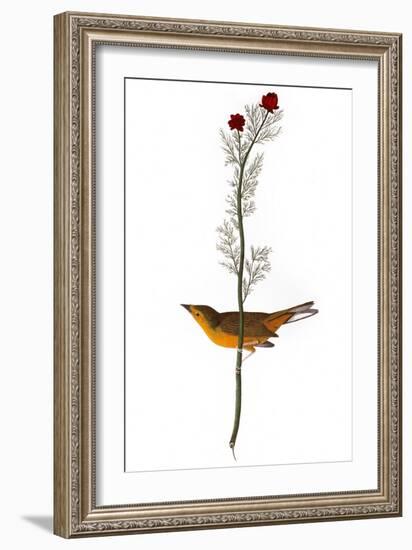 Audubon: Warbler, 1827-John James Audubon-Framed Giclee Print