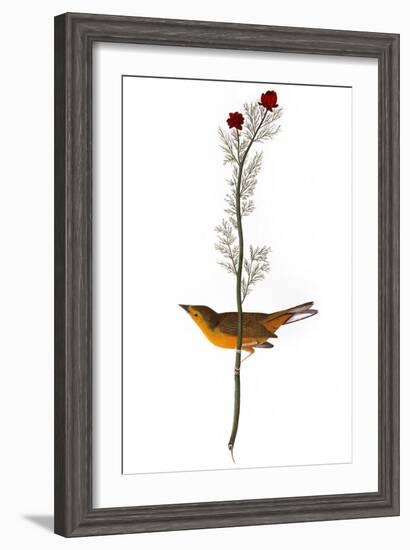 Audubon: Warbler, 1827-John James Audubon-Framed Giclee Print