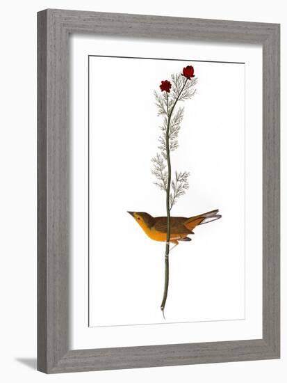 Audubon: Warbler, 1827-John James Audubon-Framed Giclee Print