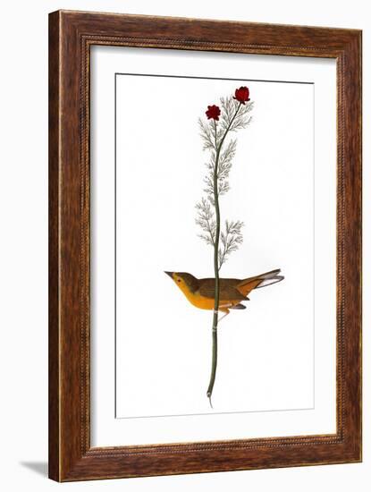 Audubon: Warbler, 1827-John James Audubon-Framed Giclee Print