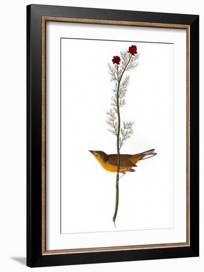 Audubon: Warbler, 1827-John James Audubon-Framed Giclee Print