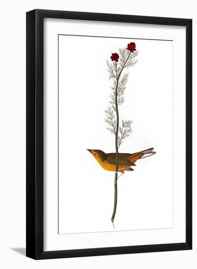 Audubon: Warbler, 1827-John James Audubon-Framed Giclee Print