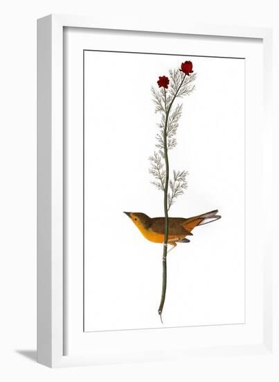 Audubon: Warbler, 1827-John James Audubon-Framed Giclee Print