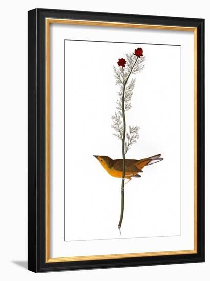 Audubon: Warbler, 1827-John James Audubon-Framed Giclee Print