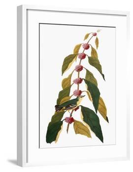 Audubon: Warbler-John James Audubon-Framed Giclee Print