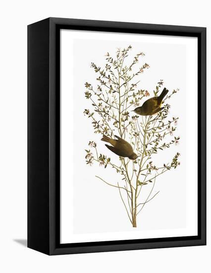 Audubon: Warbler-John James Audubon-Framed Premier Image Canvas