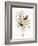 Audubon: Warbler-John James Audubon-Framed Giclee Print