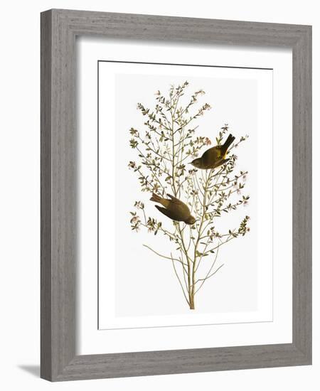 Audubon: Warbler-John James Audubon-Framed Giclee Print