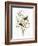 Audubon: Warbler-John James Audubon-Framed Giclee Print